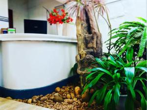 an aquarium with plants and a tree in a room at Hotel Dorset in Negombo