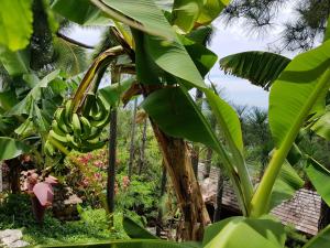 Ein Haufen Bananen hängt an einem Bananenbaum in der Unterkunft Chalet De Tahiti in Punaauia