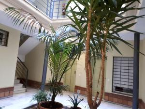 赫雷斯－德拉弗龍特拉的住宿－Calle Armas,9，大楼内种植棕榈树的大堂