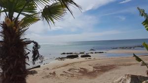 een strand met rotsen in het water en een palmboom bij Apartments Fuchs in Umag
