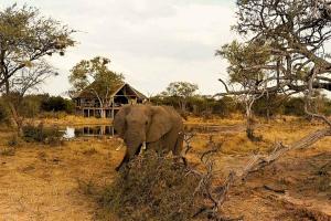 an elephant standing in a field with a house in the background at South Okavango - Omogolo Hideaways in Rammu