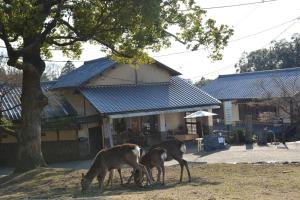three animals grazing in a yard in front of a house at Mountain Home Lodge in Deer Park in Nara