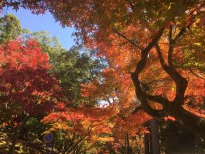a group of trees with red and orange leaves at Mountain Home Lodge in Deer Park in Nara