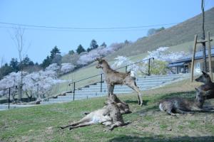 a baby goat standing on top of a tree at Mountain Home Lodge in Deer Park in Nara