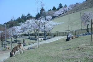 a wolf standing in a field with trees and a building at Mountain Home Lodge in Deer Park in Nara