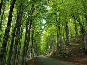 une route à travers une forêt avec des arbres de chaque côté dans l'établissement Il Grottino, à Pescasseroli