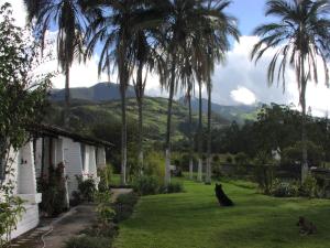 two cats sitting in the yard of a house with palm trees at Las Palmeras Inn in Otavalo
