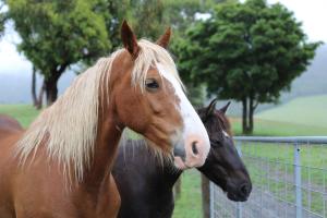 two horses are standing next to a fence at Chum Creek Hut in Chum Creek