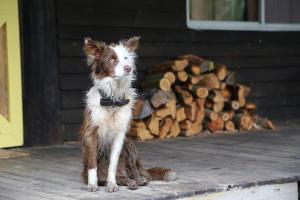 a dog sitting on a porch next to a pile of logs at Chum Creek Hut in Chum Creek
