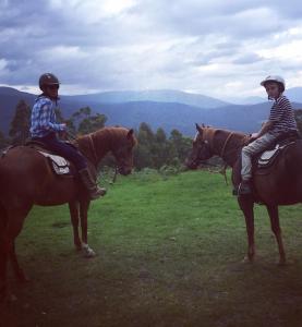two people riding on horses in a field at Chum Creek Hut in Chum Creek
