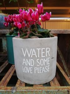 a pot with a sign that reads water and some love please at House Bedrooms Dublin in Dublin