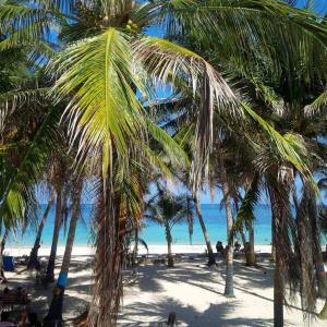 a group of palm trees on a beach with the ocean at Zippy´s Sea View Apartments in San Andrés