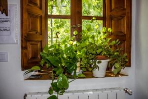 una ventana con un montón de plantas en un alféizar de la ventana en Casa el Portón, en Bubión