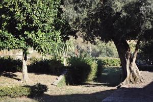 Zahrada ubytování Casa Ana Monteiro + 21 fotografií