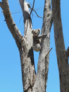 a sloth climbing in a tree at Glenfield Cottage in Yarck