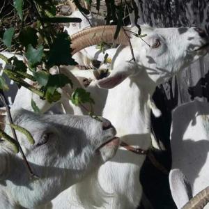 Animales en el apartamento o alrededores