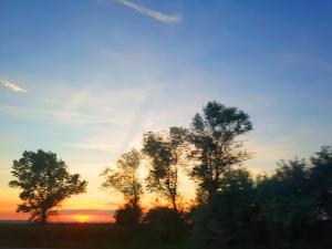 a group of trees in front of a sunset at Kúti Vendégház in Bakonykúti