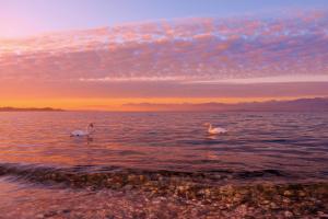 two birds swimming in the water at sunset at Affittacamere Porticciolo in Castelnuovo del Garda