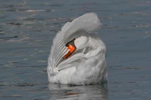 a white swan swimming in the water at Affittacamere Porticciolo in Castelnuovo del Garda