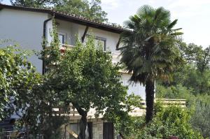 a white house with a palm tree in front of it at Apartma BAJČI in Ajdovščina