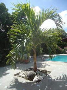 a palm tree sitting next to a swimming pool at Happy Turtle Apartments in Willemstad