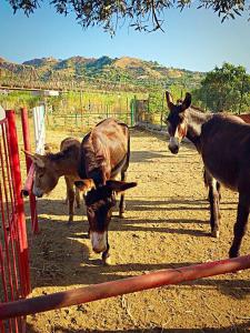 Gallery image of Casa Vacanze Borgo Borghese in SantʼAlessio Siculo