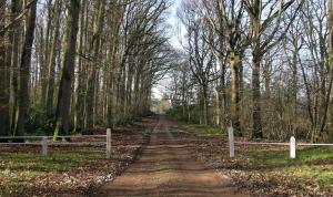 a dirt road in the middle of a forest at Domaine de la Haute-Porte in Souvigné-sur-Sarthe