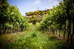 a path through a vineyard with a hill in the background at Quinta de Lourosa in Lousada