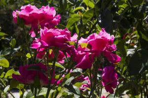 un grupo de flores rosas en un jardín en Country House Case Catalano, en Abbateggio