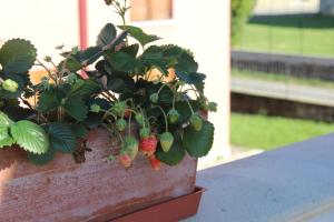 Zahrada ubytování Due Lune B&B