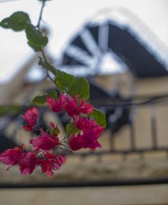 Fotografie z fotogalerie ubytování Ta' Bertu Host Family Bed & Breakfast v destinaci Ħal Far