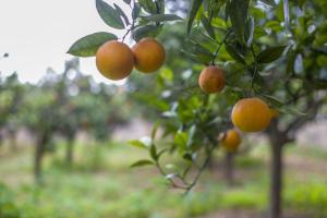 a bunch of oranges hanging from an orange tree at Ta' Bertu Host Family Bed & Breakfast in Ħal Far