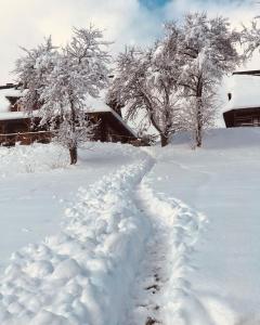 a snow covered driveway with trees and a house at Maciejewka in Zahoczewie