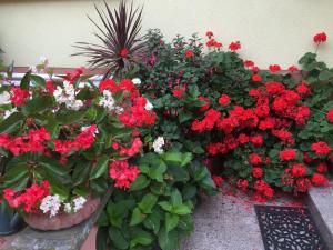 Zahrada ubytování Gîte FLEUR DE VIGNES