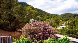 a bush with pink flowers in front of a mountain at Granada Apartments Familiar Deluxe in Portinatx