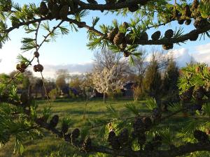 a view of a field from a tree branch at Landhaus Kranichwiese in Göhren-Lebbin