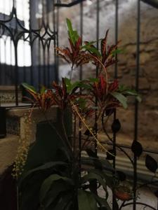 Fotografie z fotogalerie ubytování Posada Doña Luisa v destinaci Antigua Guatemala