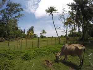 Altri animali domestici presso il lodge o nei dintorni