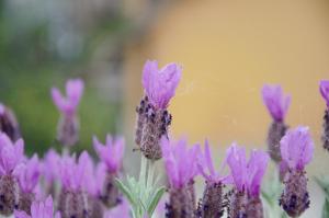 a bee is sitting on top of purple flowers at Affittacamere Porticciolo in Castelnuovo del Garda