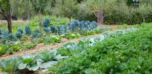 A garden outside Locanda Casanuova