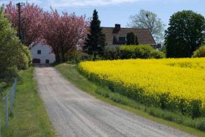 a dirt road next to a field of yellow rapeseed at Peterslund in Östra Tommarp
