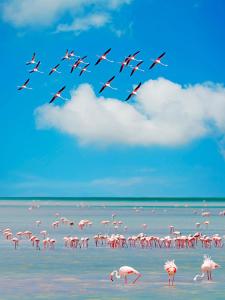 a flock of pink flamingos flying over a beach at B&B Il Nido in SantʼAntìoco