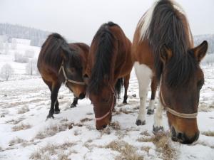 Zvieratá vo vidieckom dome alebo blízkom okolí