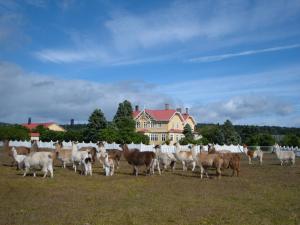 una manada de ovejas en un campo frente a una casa en Estancia Río Penitente en Villa Tehuelche 