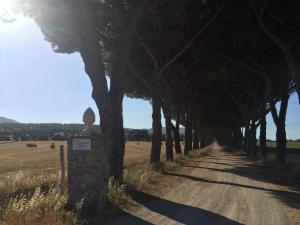 eine von Bäumen gesäumte Straße mit einem Feld im Hintergrund in der Unterkunft Agriturismo La Valentina Nuova in Talamone