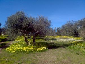 ein Olivenbaum auf einem Feld gelber Blumen in der Unterkunft Su Livariu in Siamaggiore