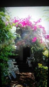 a view of a garden with pink flowers and trees at Residence Vulcano Cottage in Vulcano