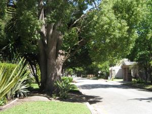 a large tree on the side of a street at EdenNook in George
