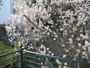 a tree with pink flowers next to a fence at Filoxenia in Levidhion