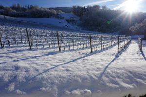 BUEHLERHOF Agriturismo, Obst-&Weingut, Urlaub mit Hund, Bauernhof, Brixen v zime